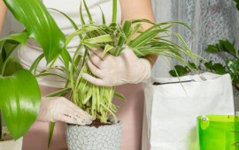 Sinirləri sakitləşdirməyə k&ouml;mək edən ən yaxşı &ccedil;i&ccedil;əklər: Ev h&uuml;zurla dolur