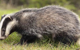 Porsuğu taxta ilə &ouml;ld&uuml;r&uuml;b ətini yeyən qazi CƏRİMƏLƏNDİ