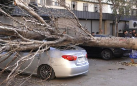 Bakıda irig&ouml;vdəli ağac maşının &uuml;zərinə aşdı: Xəsarət alan var