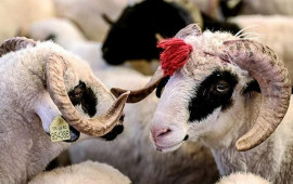 Bu şəxslər qurban kəsə bilməz  AÇIQLAMA