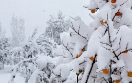 N&ouml;vbəti d&ouml;rd g&uuml;ndə hava necə olacaq?