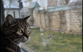 Kürdəmir sakini pişiyi ASDI: səbəb dəhşətə gətirir 