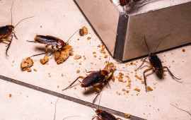 Bakının bu ərazisində evlərdə tarakanlar gəzir  Qurumlar nə deyir?