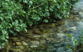 Nə &ccedil;uğundur, nə brokoli, nə də ispanaq: D&uuml;nyanın ən sağlam tərəvəzi a&ccedil;ıqlandı