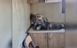 Şəmkirdə t&uuml;lk&uuml; evə girdi 