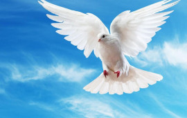 Göyərçin hara uçacağını necə bilir?  Alimlər qulağında görün nə tapdı