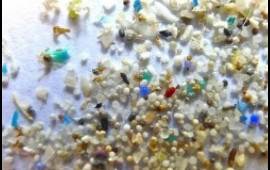 Mikroplastiklər həzm sistemi vasitəsilə qana qarışır, sümüklərdə yığılır 