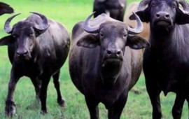 Camışların sayında kəskin azalma: Restoranlarda mal əti adı ilə təqdim olunur?