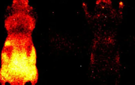 B&uuml;t&uuml;n canlılarda zəif, amma &ouml;l&ccedil;&uuml;lə bilən parıltı m&ouml;vcuddur