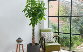 Otağın i&ccedil;ində yetişdirilə bilən meyvə ağacları