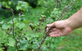 Həm yeyən, həm də əkən qazanır: Bu meyvə yeni gəlir mənbəyidir