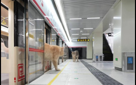 Pişiklər üçün metro inşa etdi  VİDEO