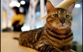 D&uuml;nyada ne&ccedil;ə pişik var?