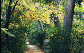 &ldquo;Mərkəzi Nəbatat və Dendrologiya Bağı&rdquo; MMC təşkil edilir