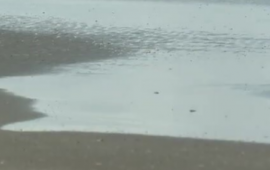 Xəzərin məyus edən görüntüləri  axırı necə olaacq? 