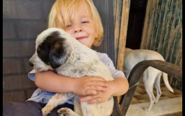 Balacalıqdan böyütdükləri pitbul 2 yaşındaki uşaqlarını öldürdü  FOTO