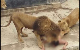 Hindistanda Asiya şirləri &uuml;&ccedil; g&uuml;ndə iki uşaq yeyiblər