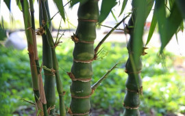 "Bambuk yemək həzm sistemini g&uuml;cləndirir"