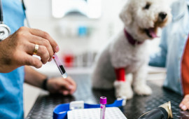 “Analizə 600 manat ödədim, qəbz istəyəndə mənə güldülər...”