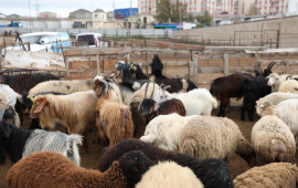 Salyan və G&ouml;yg&ouml;l heyvan bazarları fəaliyyətə başladı 