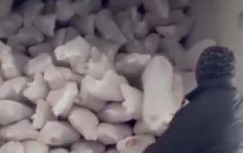 "12 manata monqol əti" Azərbaycan bazarını bürüyüb 