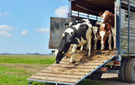 G&uuml;rc&uuml;standan heyvan idxalına qoyulan məhdudiyyət aradan qaldırılıb