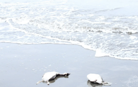 Xəzərdə minlərlə quş cəsədinin aşkarlandığı ərazidən 