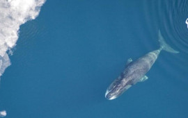 Bu canlı öz ömrünü uzada bilir  250 ildir yaşayır