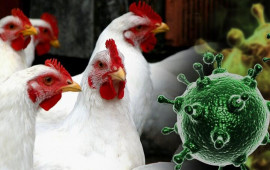 Avropada quş qripi yayıldı: Ölkəmizdə vəziyyət nə yerdədir?