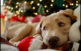 Evində "yolka" quranlara xəbərdarlıq