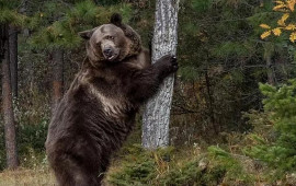 Bu kənddə qonaqlara ayı əti yedirirlər