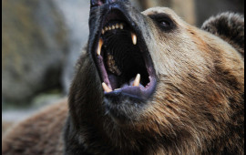 Yaponiyada ordu ayılara görə səfərbər edildi