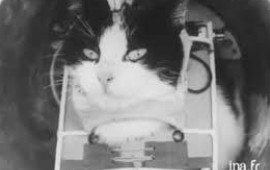 Felicette  se&ccedil;imi olmayan kosmos PİŞİYİ 