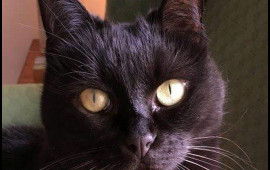 Məşhur pişik yemi qusma, halsızlıq, t&uuml;k t&ouml;k&uuml;lmə, g&uuml;cl&uuml; qaşınma, qaraciyərb&ouml;yrək problemi yaradır 