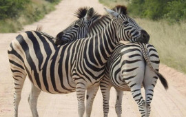 Zebra əslində hansı rəngdədir: Qaraağ, yoxsa ağqara?