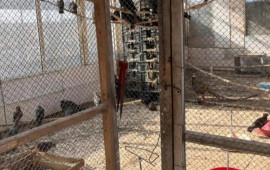 Restoranda saxlanılan heyvanlar aidiyyəti üzrə təhvil verildi