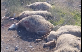 Kürdəmirdə mikroavtobus heyvan sürüsünə çırpılıb, 10 baş qoyun tələf olub 