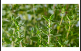 Bu torpaqlarda yetişir: Təpədəndırnağa antibiotik anbarı &ccedil;ıxdı!