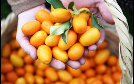 Kinkan bol, qiymət m&uuml;nasib