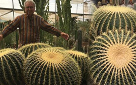 Kaktusu belə &ccedil;i&ccedil;əkləndirən &uuml;sul: Dib&ccedil;əyə sadəcə 1 par&ccedil;a əlavə edin