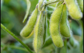 Sinə xərçəngi halları artır  Riski azalda bilən 6 qida