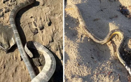 Qiyamət əlaməti  birbir sahilə &ccedil;ıxırlar 